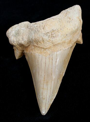 Inch Otodus Fossil Shark Tooth - High Quality #1739